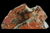 Wide, Red Arizona Petrified Wood Section - Free-Standing #93553-1